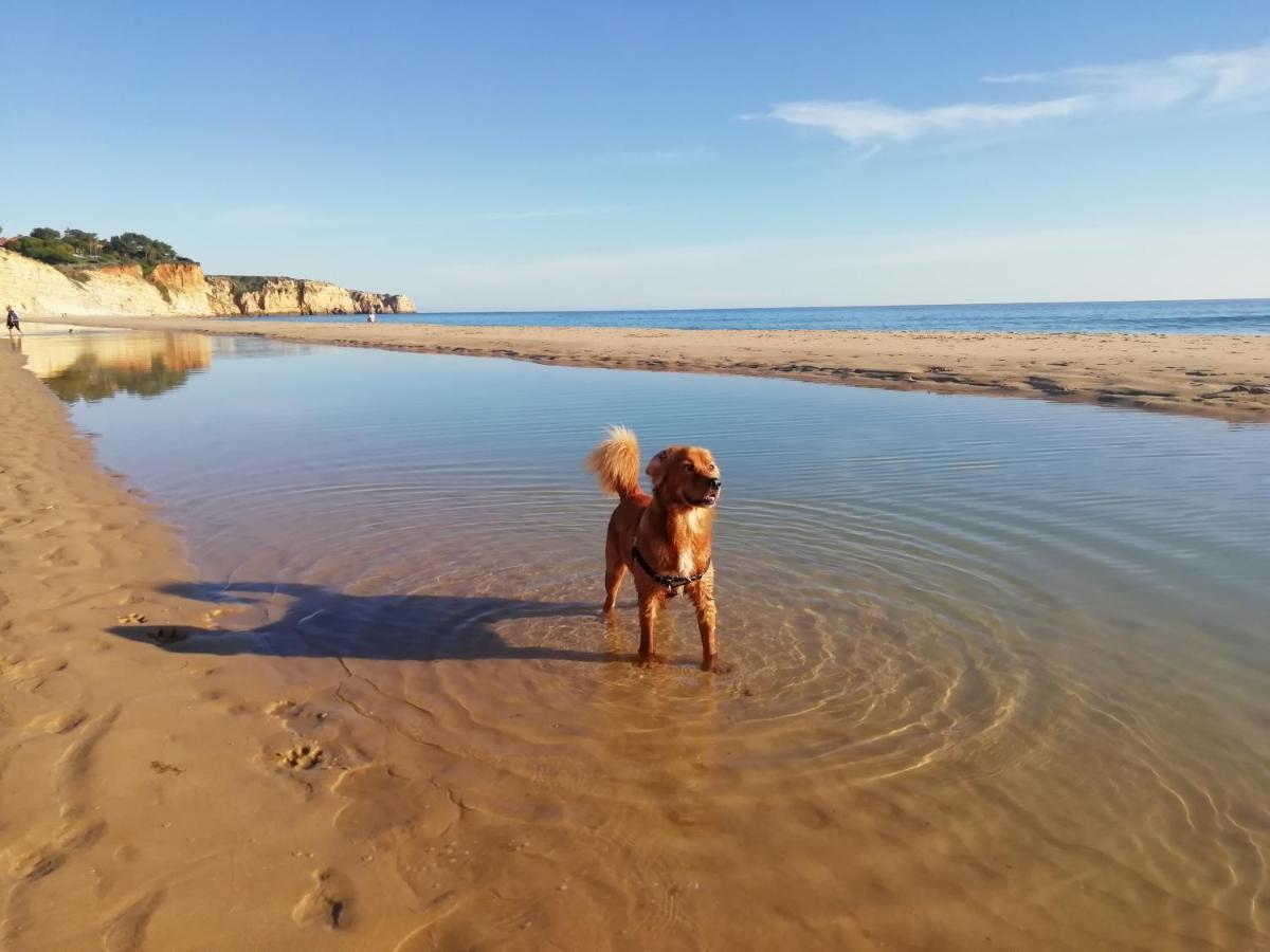 Marreiro's House Algarve - Child Friendy - Private Pool Hébergement de vacances *